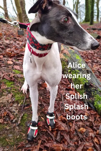 Hunnyboots Splish Splash (fleece lined) - Set of Two Greyhound Boots (a pair)