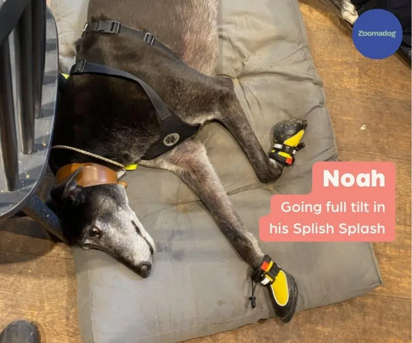 Hunnyboots Splish Splash (fleece lined) - Set of Two Greyhound Boots (a pair)