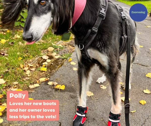 Hunnyboots Splish Splash (fleece lined) - Set of Two Greyhound Boots (a pair)